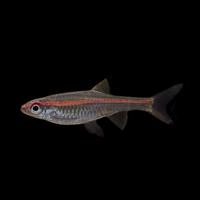 Gambar ikan hias air tawar Rasbora red line hiasan aquarium aquascape dari Zeed aquatic Kota Tangerang Selatan 1 Tokopedia