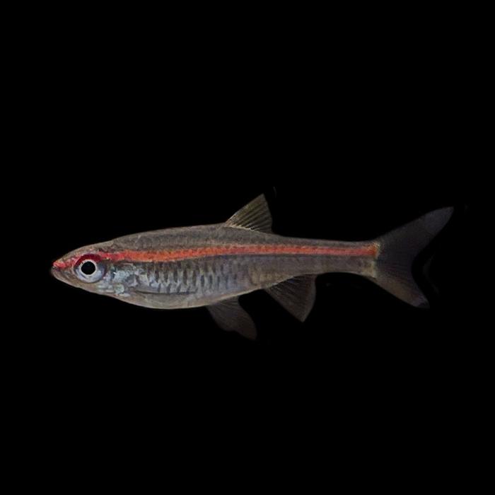 Gambar ikan hias air tawar Rasbora red line hiasan aquarium aquascape dari Zeed aquatic Kota Tangerang Selatan Tokopedia