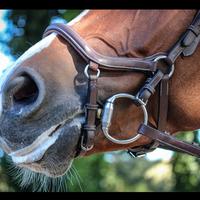 Gambar JUMP’IN New York Bridle with anatomical headpiece. - Black Full dari BTS Tack Shop Kab. Tangerang 2 Tokopedia