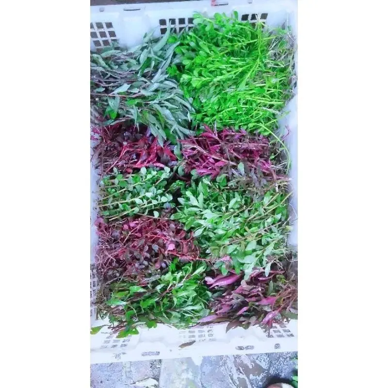 paket dutch style aquascape 3