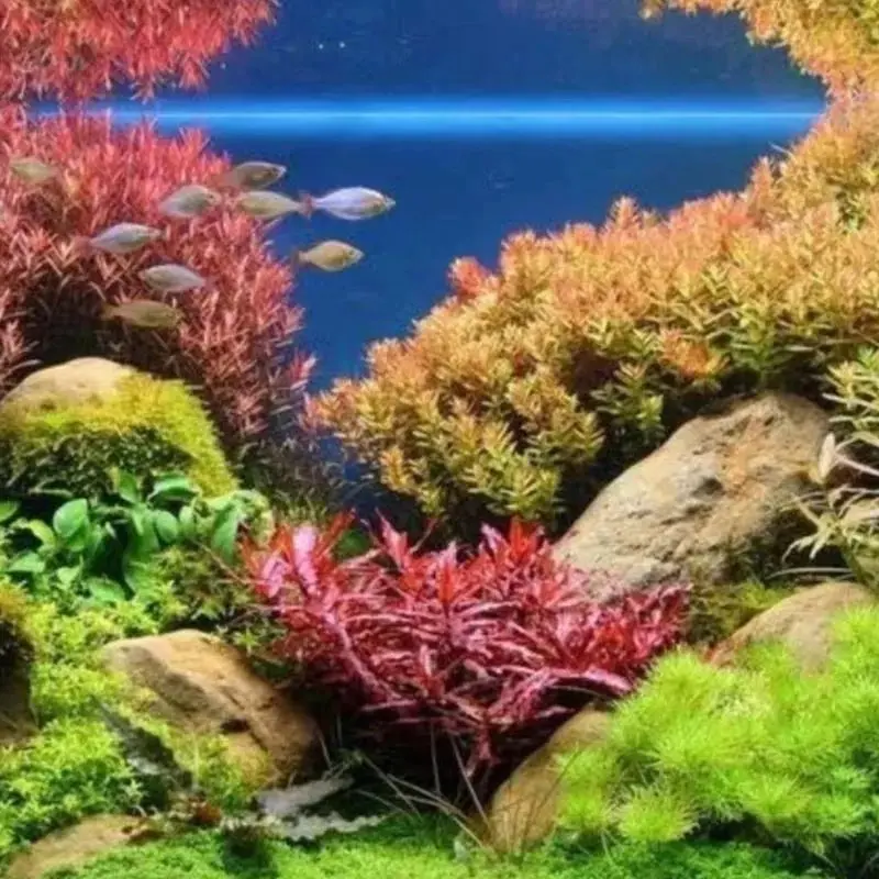 paket dutch style aquascape 1