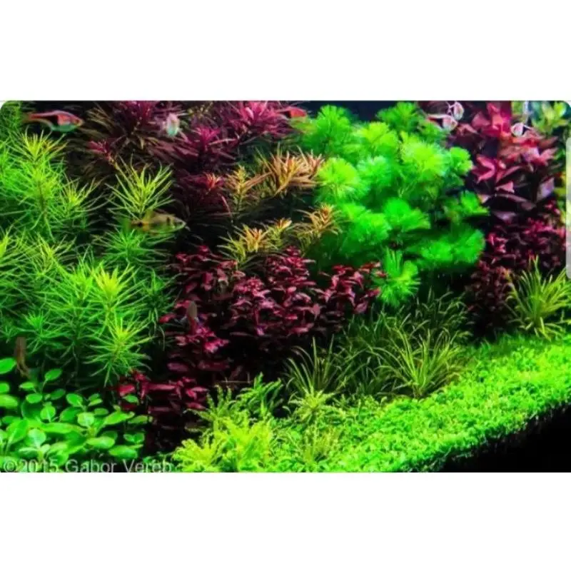 paket dutch style aquascape 0