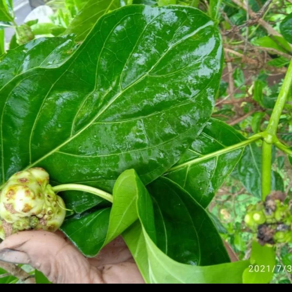 daun mengkudu