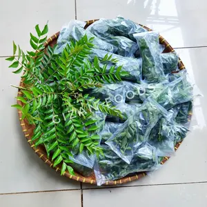Daun Kari Salam Koja Temurui Segar Kering Wild Curry Leaves 1 tangkai