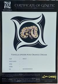 Gambar Ular Ball Python Male Vanilla Spider Poss Orange Dream MDS002 dari CNC phoneshop Kota Administrasi Jakarta Pusat 5 Tokopedia