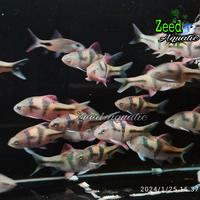 Gambar ikan hias aquascape T-Barb Spanner barb (rare) - Size 6-7cm dari Zeed aquatic Kota Tangerang Selatan 5 Tokopedia