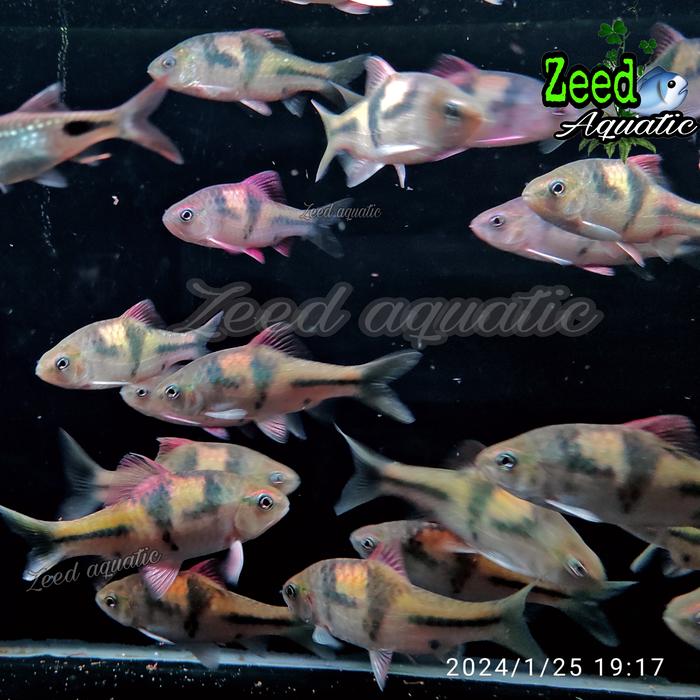Gambar ikan hias aquascape T-Barb Spanner barb (rare) - Size 6-7cm dari Zeed aquatic Kota Tangerang Selatan Tokopedia
