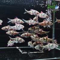 Gambar ikan hias aquascape T-Barb Spanner barb (rare) - Size 6-7cm dari Zeed aquatic Kota Tangerang Selatan 4 Tokopedia