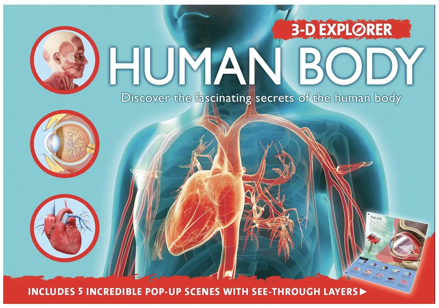 3-D Explorer: Human Body (3D Explorers) POP-UP