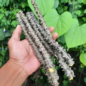 Herbal - Brotowali Segar Batang Brotowali Segar