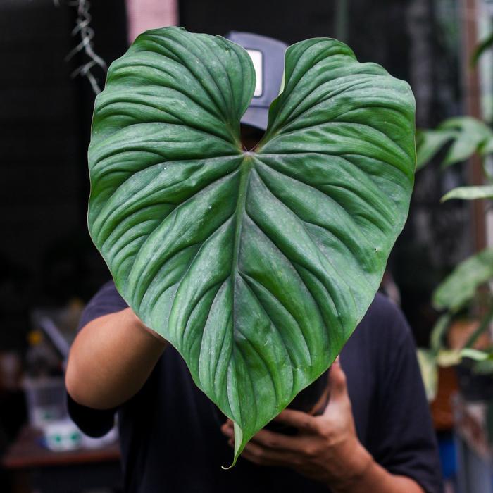 Philodendron Plowmanii Black Face (Narrow Form) Tanaman Hias - 4 di Fest  Garden | Tokopedia