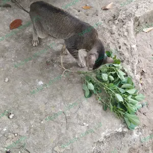 AKAR KUCING POHON ANTING ANTING TANAMAN HERBAL