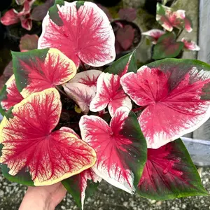 caladium rak ai keladi hias