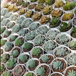 Kaktus dan sukulen murah | Tanaman hias A32 plus pot Putih