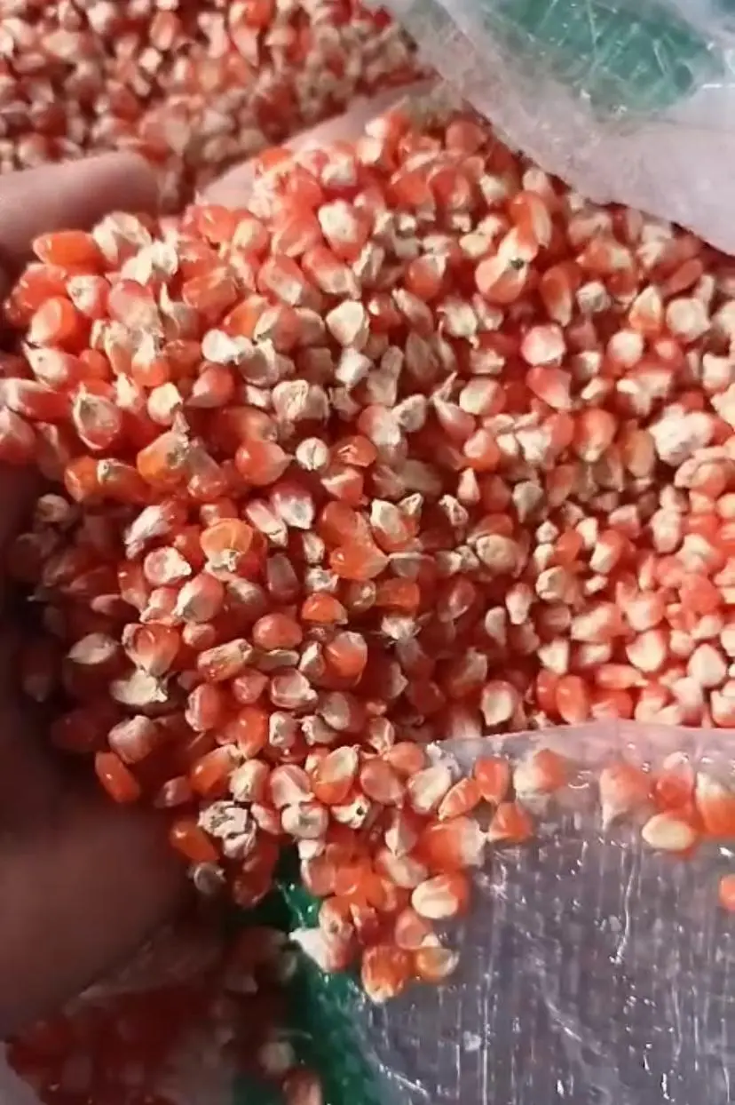 Jagung CililinOrange Premium 1 Kg