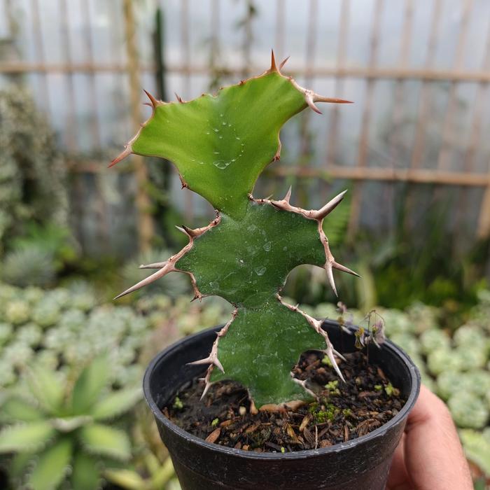 euphorbia grandicornis KAKTUS SUKULEN TANAMAN HIAS di Auliyaflorist |  Tokopedia