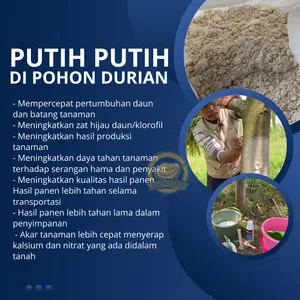 Caldu- Calsium Aa Kadu - Meningkatkan daya tahan tanaman terhadap serangan hama dan penyakit