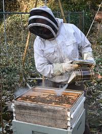 Gambar Bee smoker stainless leather bee keeping tool budidaya madu apiculture dari Maharaja Coffee Kota Administrasi Jakarta Pusat 4 Tokopedia
