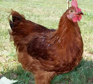 AYAM MERAH JUMBO promo murah berat bersih 1.5-1.7 kg per ekor