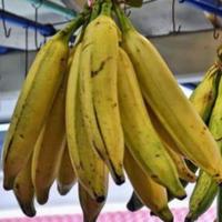 Gambar Pisang Tanduk Super Cocok Untuk Pisang Goreng I Pisang Kukus dll Harga Per 1 PCS dari RAJA ALPUKAT Kota Administrasi Jakarta Timur 3 Tokopedia