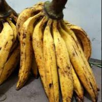 Gambar Pisang Tanduk Super Cocok Untuk Pisang Goreng I Pisang Kukus dll Harga Per 1 PCS dari RAJA ALPUKAT Kota Administrasi Jakarta Timur 4 Tokopedia