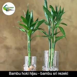 bambu hoki hijau - tanaman media air - bambu sri rezeki ijo
