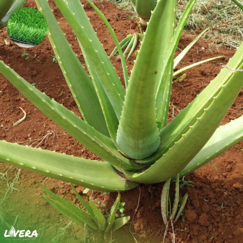 Tanaman Hias Lidah Buaya Zumbo - Bibit Tanaman Hias Lidah Buaya - Tanaman Herbal 1