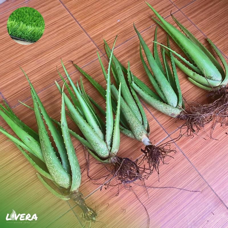 Tanaman Hias Lidah Buaya Zumbo - Bibit Tanaman Hias Lidah Buaya - Tanaman Herbal 3