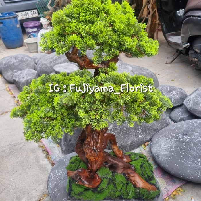 Jual Bonsai Plastik Daun Cemara Model Chokkan Moss Sintetis 80 cm - Kota  Tangerang - Fujiyama Florist | Tokopedia