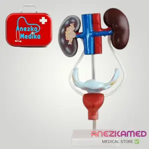 Phantom/Manikin/Manekin/System Urine Urogenital GuanLong