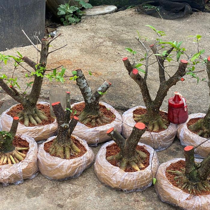 Bahan Bonsai Anting Putri Prokar Bogel Mame