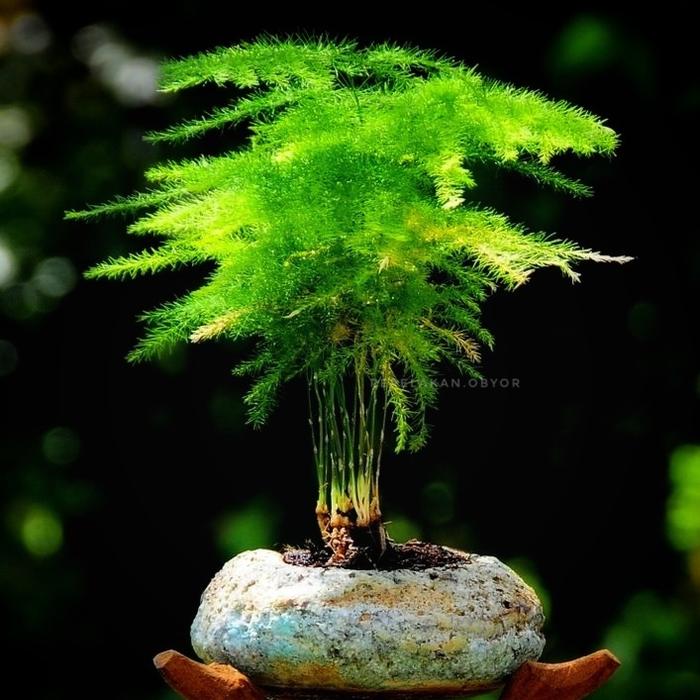 Jual Bonsai Mini Asparagus Fern Siap Pajang Plus Pot Bonsai Hitam Free Moss  - Kab. Bandung Barat - Tanamanhias.obyor | Tokopedia