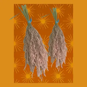 PADI BERTANGKAI ,BUAT DEKORASI RUMAH,PAKAN BURUNG ,30 TANGKAI