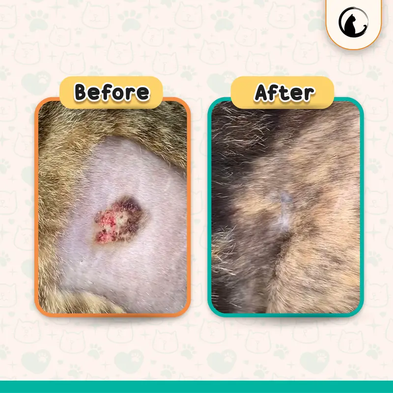 Olive Care Spray Kucing PEMBERSIH LUKA untuk Kulit Luka Basah & Kering, Luka Berdarah, Koreng dan Cegah Infeksi 4
