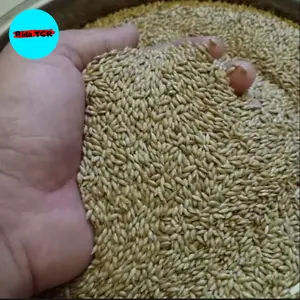 BIJI KENARI SEED CANARY SEED PAKAN BURUNG FINCH KENARI BLACKTHROAT PARKIT LOVEBIRD DLL