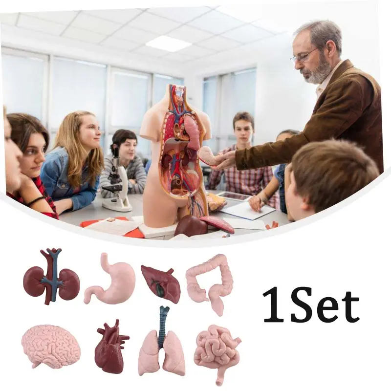8 Pcs  Organ Manusia Mainan Human Organ Toys Organ Tubuh Manusia Bongkar Pasang Manusia Mainan Edukasi