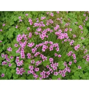 Biji Aneka Tanaman Bunga part2