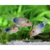 Gambar Corydoras Similis Pembersih Aquascape dari Cupang Guppy Kingdom Kota Tangerang 1 Tokopedia