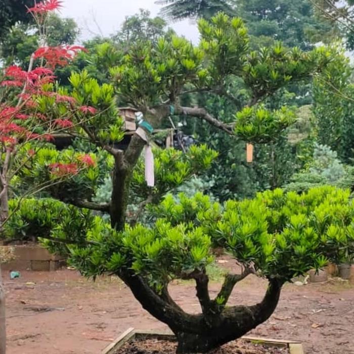 picea orientalis bonsai NZ BONSAI