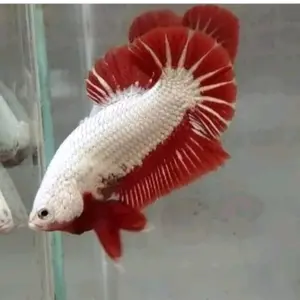 new cupang Red Dragon Jantan warna merah putih