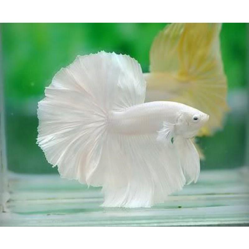 white platinum rose male grade A