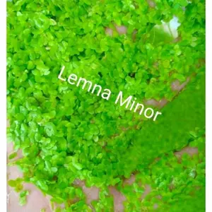 lemna minor / mata lele /duckweed tanaman air