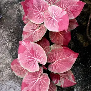 (size anakan) caladium buasawan