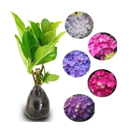 Bibit Tanaman Hidup Bunga Pancawarna Siap Berbunga - Bibit Tanaman Bunga Hortensia - Bibit Tanaman Bunga Hydrangea
