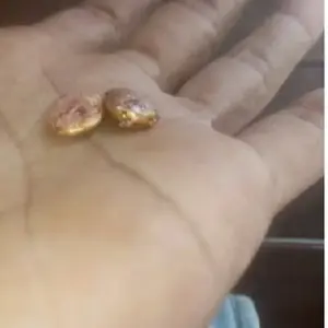 5 gram msih mentah baru kluar tromol blum di cukim