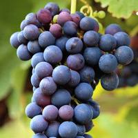 Gambar Anggur Black Autum USA Sedlees 1 KG (Anngur hitam Tampa Biji) dari RAJA ALPUKAT Kota Administrasi Jakarta Timur 3 Tokopedia