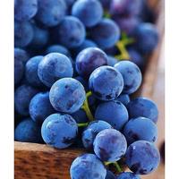 Gambar Anggur Black Autum USA Sedlees 1 KG (Anngur hitam Tampa Biji) dari RAJA ALPUKAT Kota Administrasi Jakarta Timur 5 Tokopedia