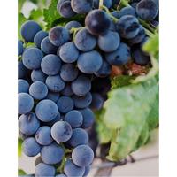 Gambar Anggur Black Autum USA Sedlees 1 KG (Anngur hitam Tampa Biji) dari RAJA ALPUKAT Kota Administrasi Jakarta Timur 4 Tokopedia