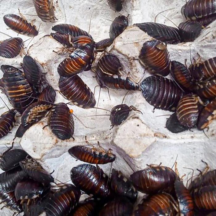 Gambar Kecoa Madagaskar / Gromphadorhina Portentosa Grosir [ SIZE REMAJA ] dari Cupang Guppy Kingdom Kota Tangerang Tokopedia
