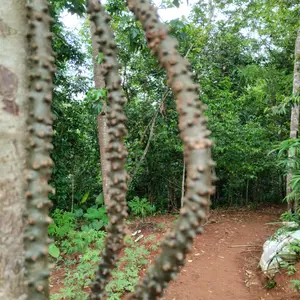 Bratawali/Brotowali pahit buat sapih anak 40 cm 5 pis